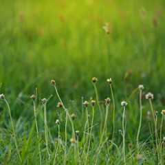 green grass flower field