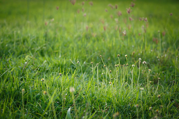 green grass flower field