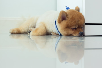 pomeranian puppy dog cute pet sleeping © sutichak