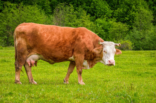 rufous cow on a meadow near the forest
