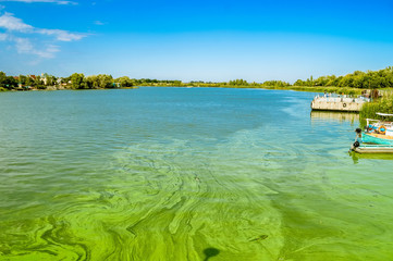 Green river waters with Algal bloom