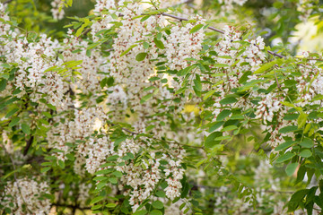Acacia blooms