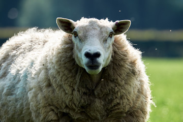 Moutons, gros plan d& 39 un mouton gallois dans le parc national de Brecon Beacons