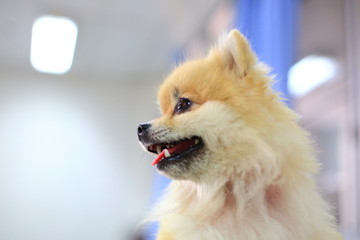 pomeranian dog cute happy smile