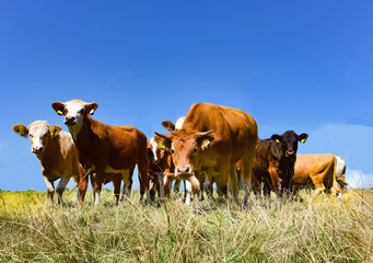 Fleischrinder auf einer Weide im Hochsommer