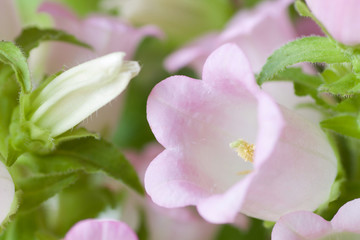 Fototapeta na wymiar light pink flower and bud of campanula medium