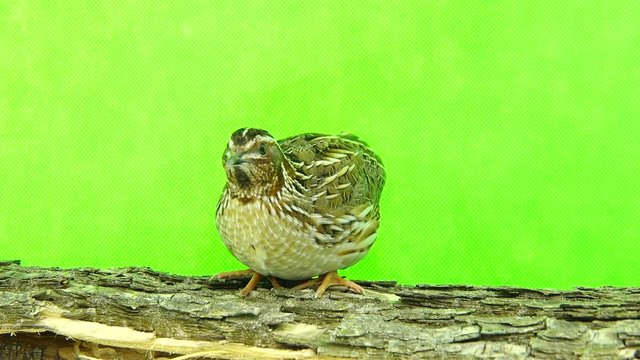 wild quail ( Coturnix coturnix) isolated on a green background  in studio shot