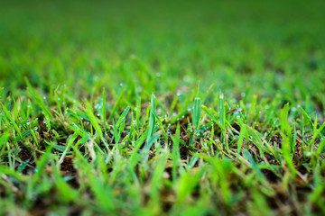Abstract natural backgrounds green grass, selective and soft focus. 
