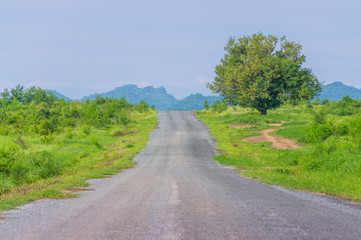 Lonely tree with Road on  hill