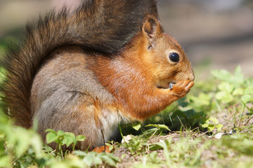 Naklejka na ściany i meble Close up view of red squirrel eats seed on grass