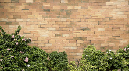 Exterior Brick Fence of house and Rubiaceae plant 