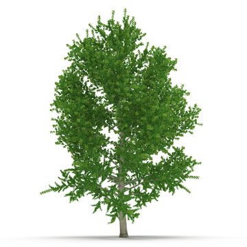 Green Poplar tree isolated on white. 3D illustration