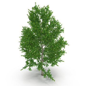 Green Poplar tree isolated on white. 3D illustration