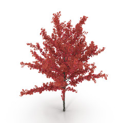 Young red autumn maple tree isolated on white. 3D illustration