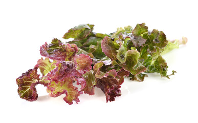 Fresh red lettuce on white background
