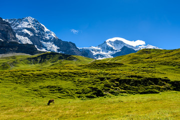 Fototapeta premium Beautiful mountain scenery at Grindelwald and Jungfrau - Switzerland