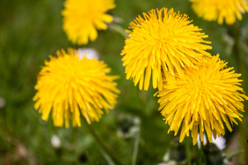 Beautiful fresh yellow dandelion in morning dew