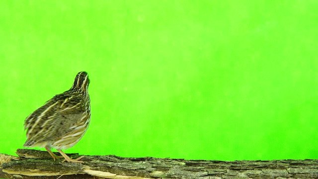 wild quail ( Coturnix coturnix) isolated on a green background  in studio shot