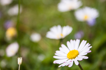 Beautiful soft daisy meadow flower in morning dew