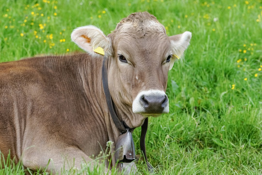 Braunvieh-Kuh mit Glocke liegt  auf einer Bergwiese, Bildausschnitt