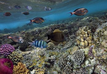 tropical Fish. Underwater world