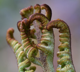 Emerging Fern