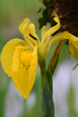 Flag Iris Breney Common Cornwall