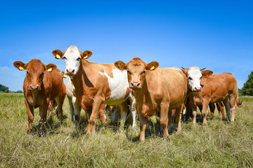 Fototapeta na wymiar Gruppe von Galloway-Rinder auf einer Sommerwiese