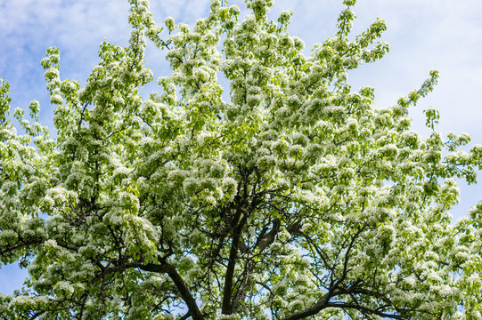 Pear tree blossom. white flowers on branch