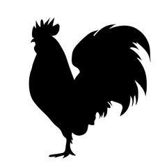 Vector silhouette of rooster on white background. - obrazy, fototapety, plakaty