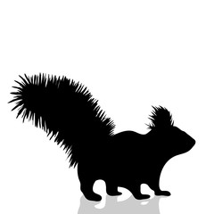 Vector silhouette of squirrel on white background.