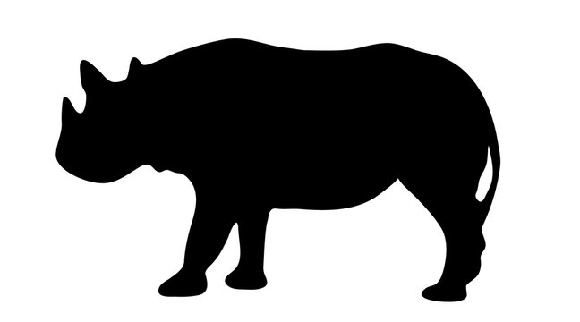 Vector silhouette of rhinoceros on white background.