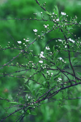 Bush White Spiraea Grefsheim Flowers (Meadowsweet)