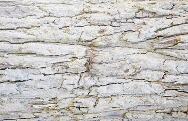 tree bark texture background.