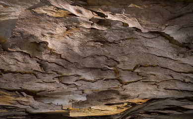 Bark