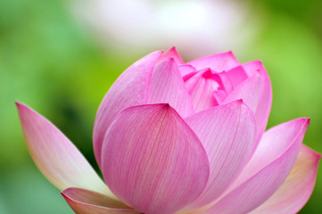 Blossom lotus flowers