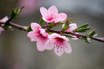Cherry sakura blossoms on a nature background in the rain. Pink flowers. Spring pink flowers. Flowers from the garden.