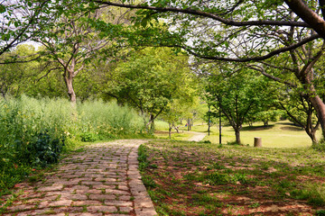 Trees and lawn on a bright summer day