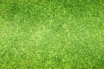 Obraz premium grass background Golf Courses green lawn