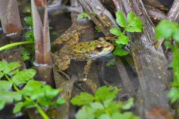 The edible frog (Pelophylax kl. esculentus) common water frog or green frog. Little frog in pond
