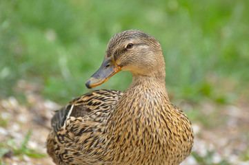 Portrait of wild duck. Mallard duck (Anas platyrhynchos) in the wild
