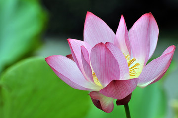 Blossom lotus flowers