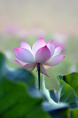 Blossom lotus flowers