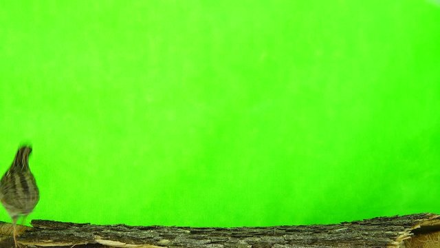 wild quail ( Coturnix coturnix) isolated on a green background  in studio shot