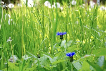 Grußkarte - Sommergarten