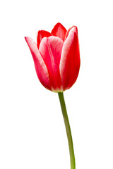 red tulip isolated on white