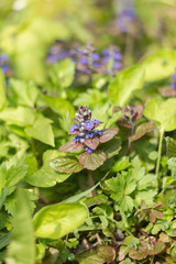Blooming  ajuga genevensis. Puple spring flower.