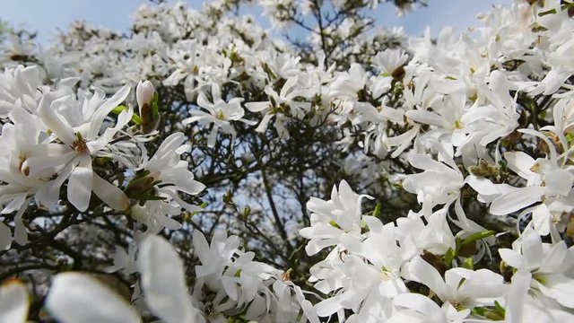A blooming branch of apple tree in spring with light wind. Blossoming apple with beautiful white flowers. Branch of apple tree in bloom in the spring in sunshine garden.