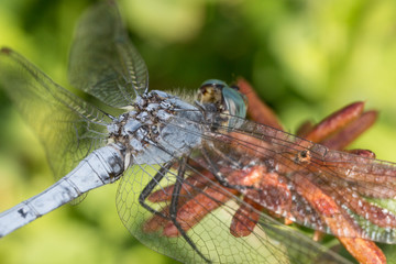 A beautiful dragonfly close portrait