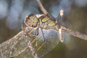 A beautiful dragonfly close portrait